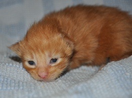 Lancelot