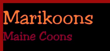 Marikoons 
Maine Coons
