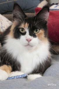 Gypsy