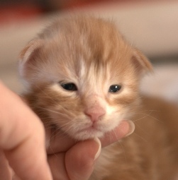 Piglet