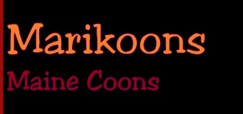 Marikoons 
Maine Coons

